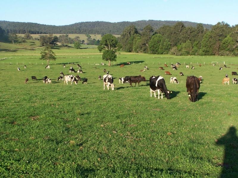 597 Littles Loop Road, Rollands Plains NSW 2441
