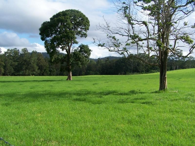 597 Littles Loop Road, Rollands Plains NSW 2441