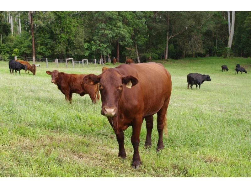 426 Bril Bril Road, Rollands Plains NSW 2441