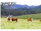 5816 Oxley Highway, Ellenborough NSW 2446