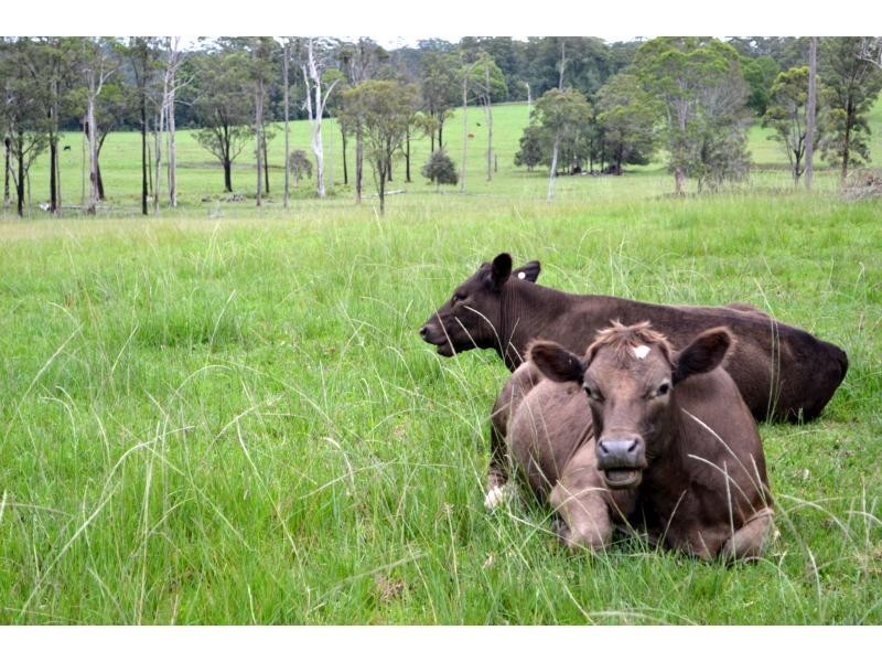 79 Rowsells Road, Pembrooke, Pembrooke NSW 2446