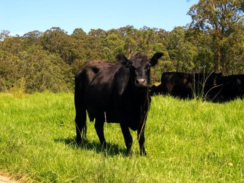 115 West Frasers Creek Road, Beechwood NSW 2446