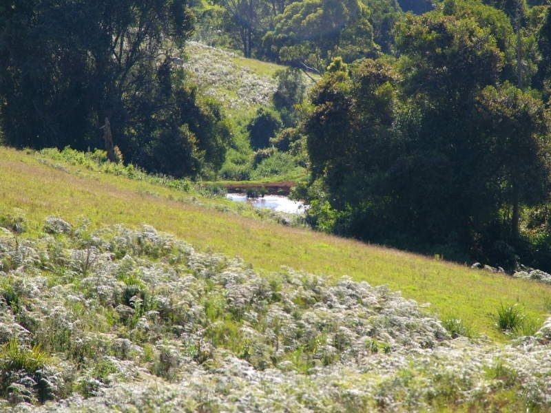 619 Ponsford Road, Comboyne NSW 2429