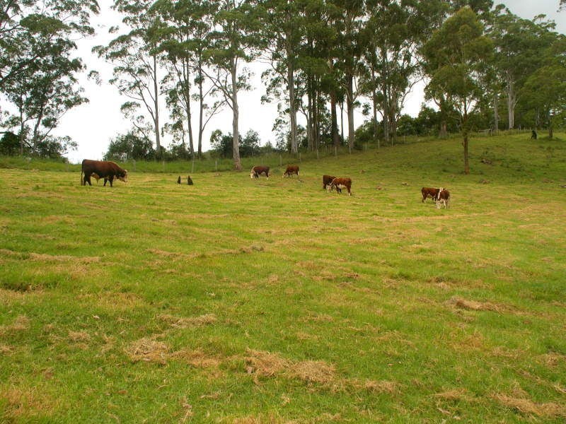 481 Ponsfords Road, Comboyne NSW 2429