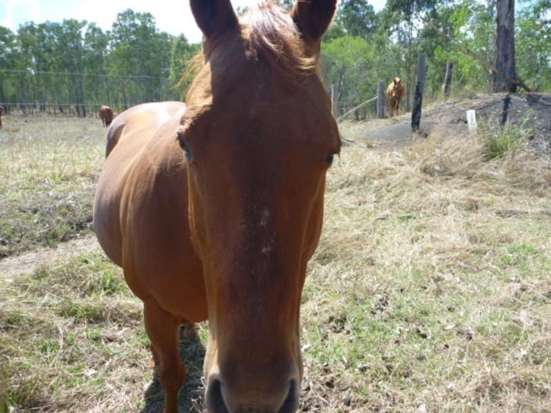 Lot 3-6 Walla Road, Morganville QLD 4671