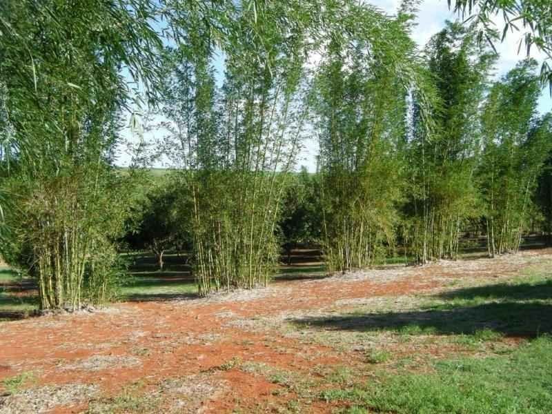 Apple Tree Creek QLD 4660
