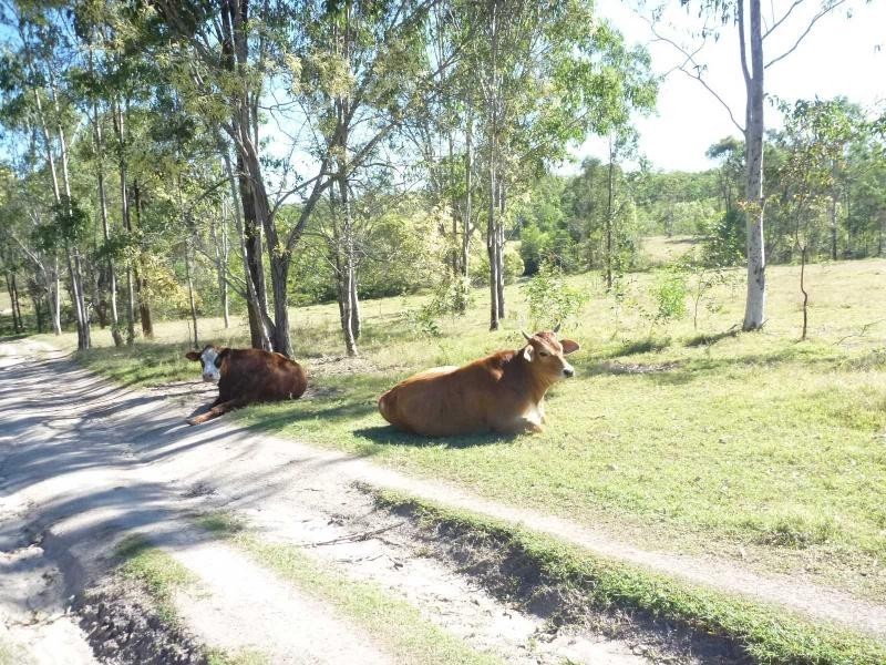 228 Bunns Road, Apple Tree Creek QLD 4660