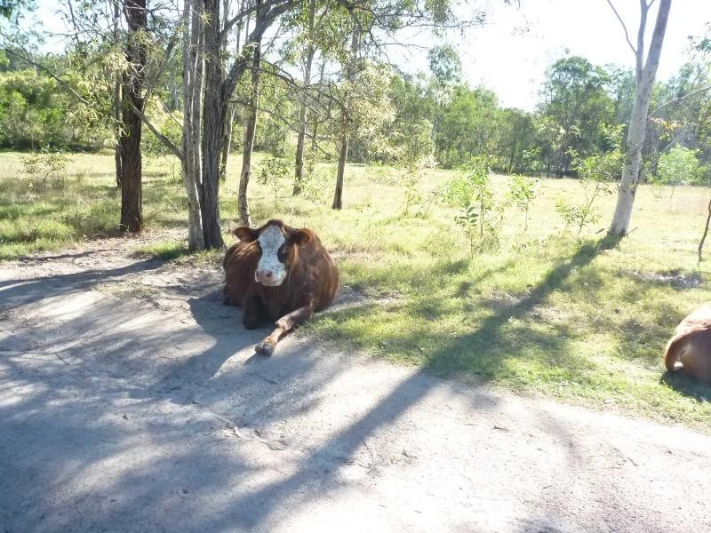 228 Bunns Road, Apple Tree Creek QLD 4660