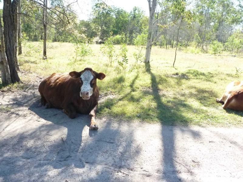228 Bunns Road, Apple Tree Creek QLD 4660