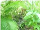 Buxton QLD 4660