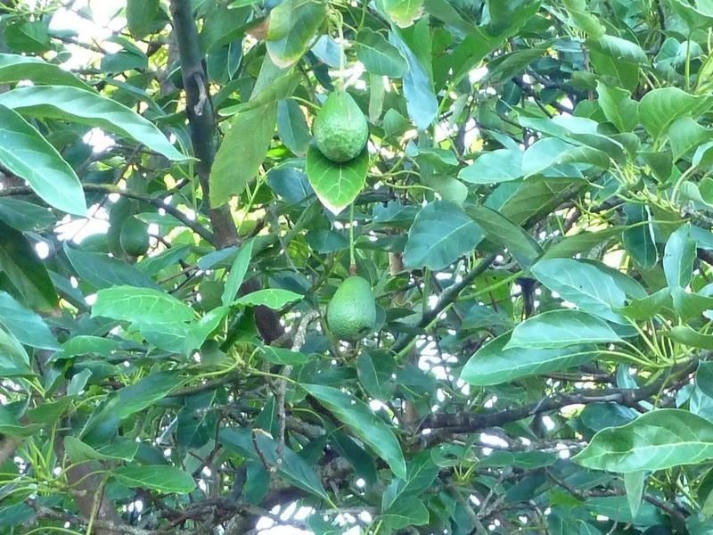 213 Atc Hall Road, Apple Tree Creek QLD 4660