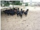 Dallarnil QLD 4621