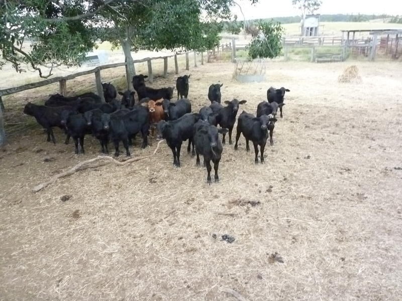 Dallarnil QLD 4621