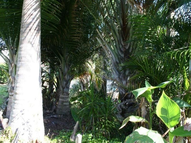 Apple Tree Creek QLD 4660