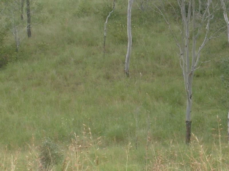 1 TARUHL Road, Morganville QLD 4671