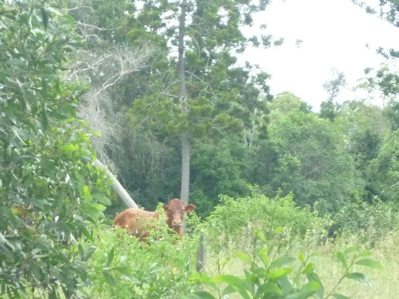 Lot 85 Loeskows Road, Booyal, Booyal QLD 4671