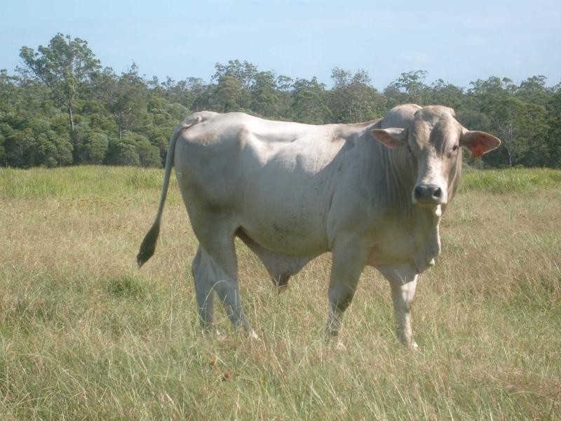 Howard QLD 4659