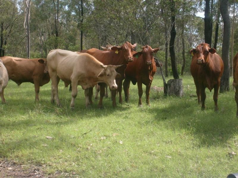 369 RINGWOOD Road, Booyal QLD 4671