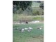 Apple Tree Creek QLD 4660