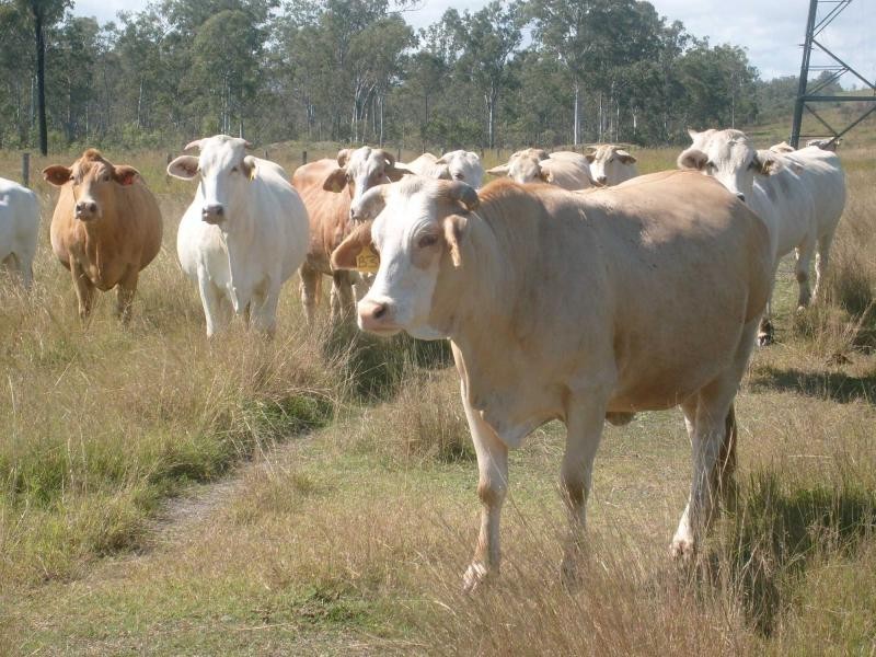 Morganville QLD 4671