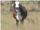 Morganville QLD 4671