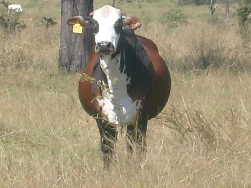 Morganville QLD 4671