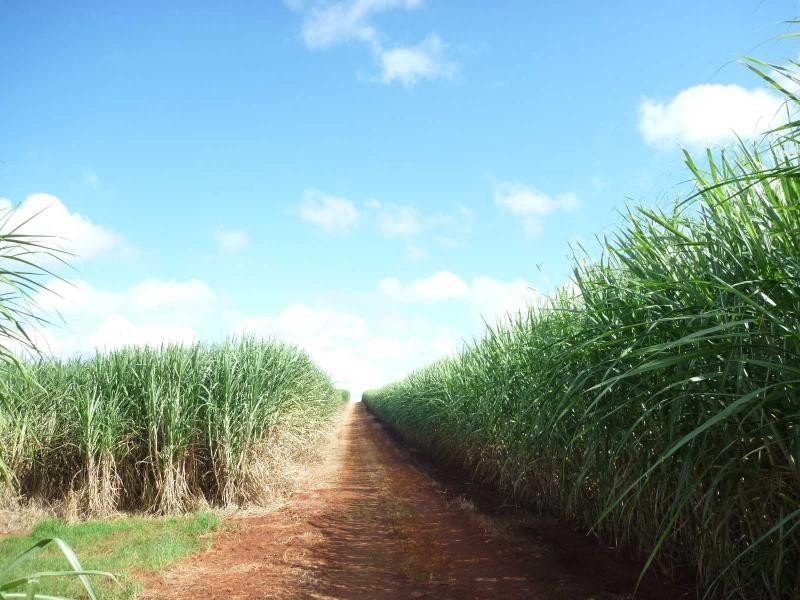 North Isis QLD 4660