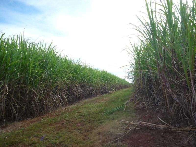 Isis Central QLD 4660