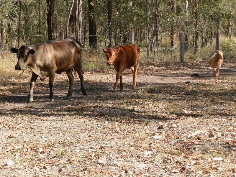 Isis Central QLD 4660