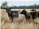 Biggenden QLD 4621