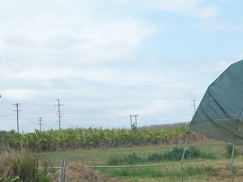 248 Logging Creek Road, Farnsfield QLD 4660