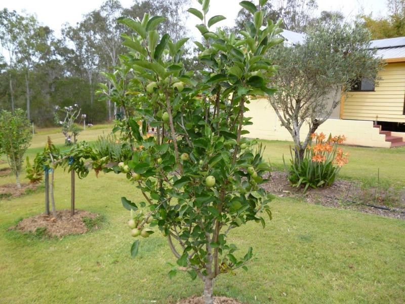 Apple Tree Creek QLD 4660
