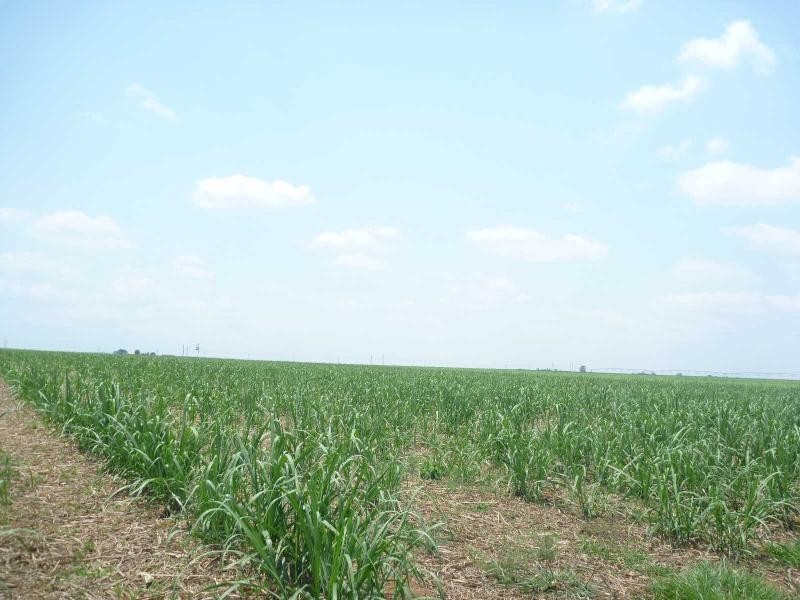 Farnsfield QLD 4660