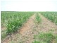 Farnsfield QLD 4660