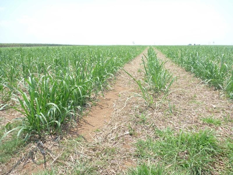 Farnsfield QLD 4660