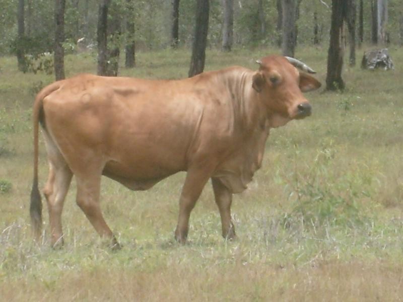 Eureka QLD 4660