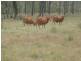 Eureka QLD 4660