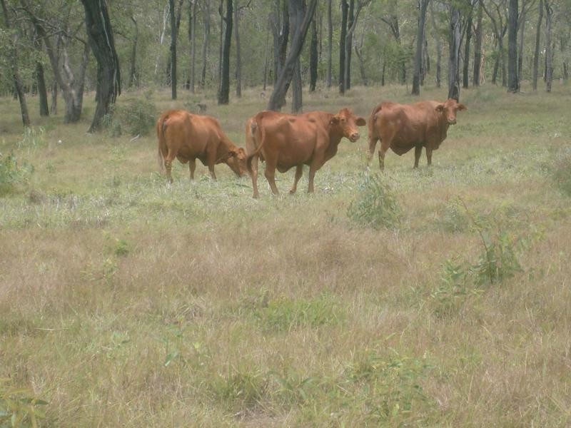 Eureka QLD 4660