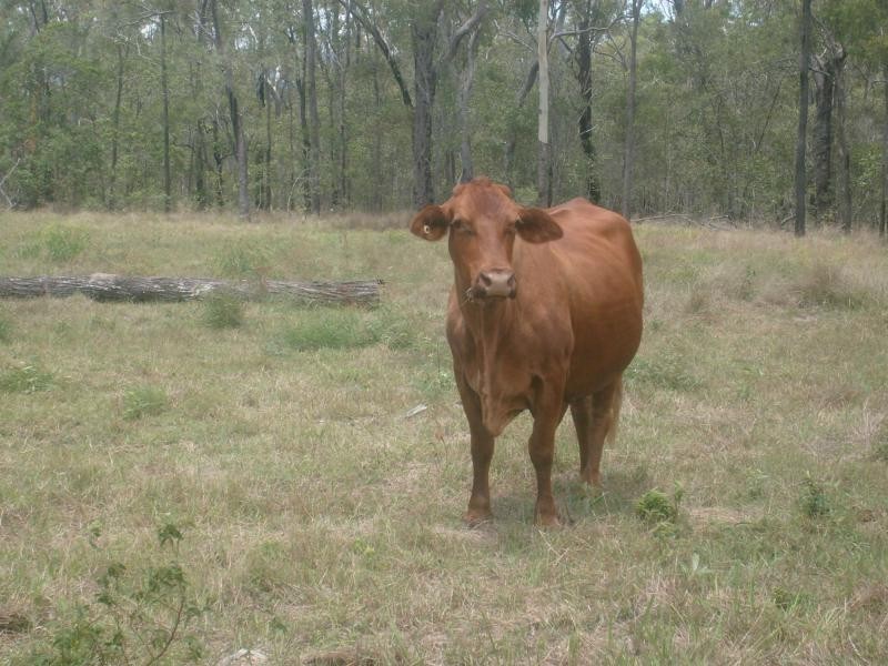 206 BERRIES Road, Eureka QLD 4660