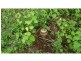 Horton QLD 4660