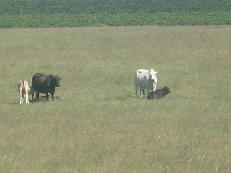 Duingal QLD 4671