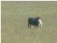 Duingal QLD 4671