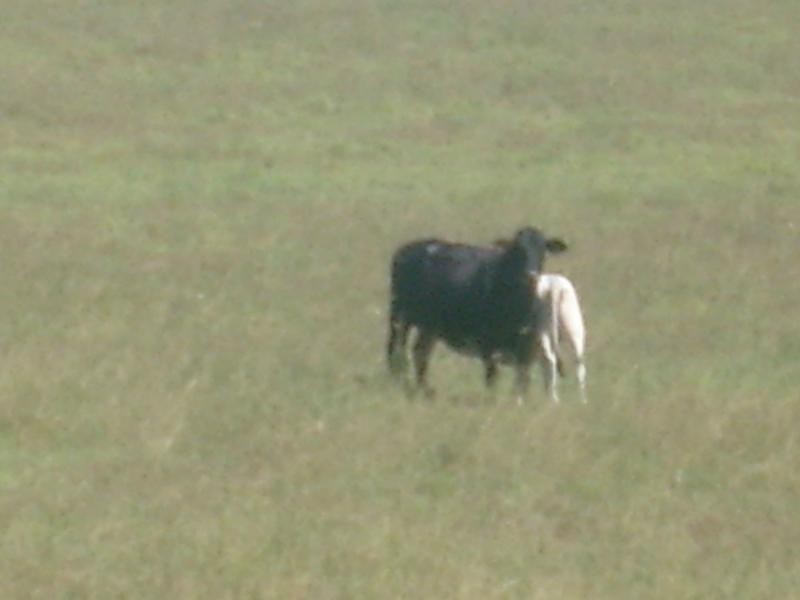 Duingal QLD 4671