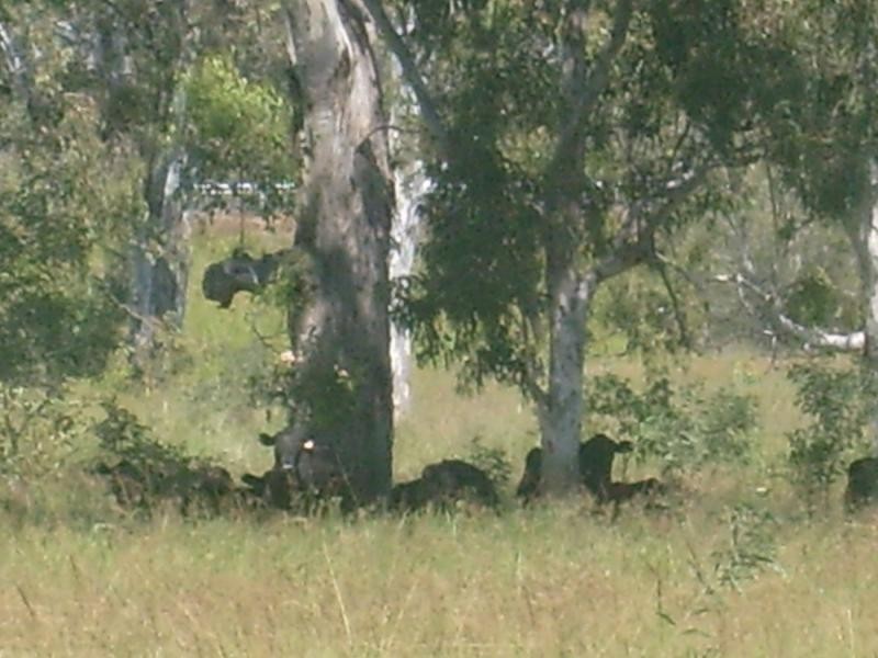 Duingal QLD 4671