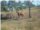 Woowoonga QLD 4621