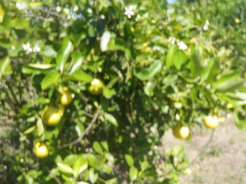 218 Bayliss Road, Sharon QLD 4670