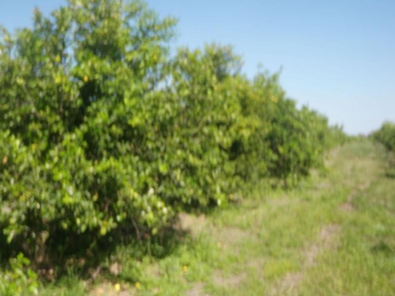 218 Bayliss Road, Sharon QLD 4670