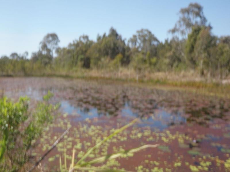 218 Bayliss Road, Sharon QLD 4670