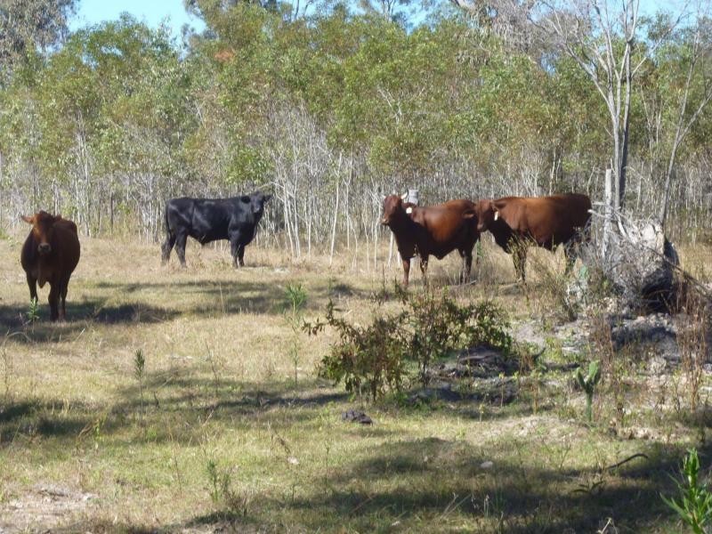 Golden Fleece QLD 4621