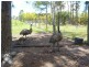Apple Tree Creek QLD 4660